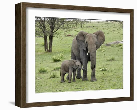 Female African Elephant with baby, Serengeti National Park, Tanzania-Adam Jones-Framed Photographic Print