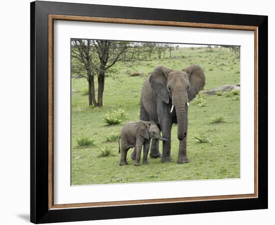 Female African Elephant with baby, Serengeti National Park, Tanzania-Adam Jones-Framed Photographic Print