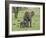 Female African Elephant with baby, Serengeti National Park, Tanzania-Adam Jones-Framed Photographic Print