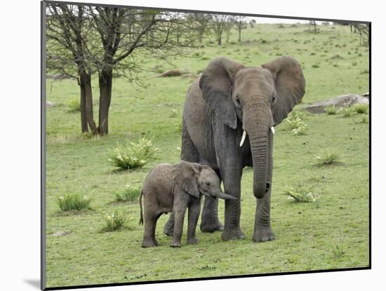 Female African Elephant with baby, Serengeti National Park, Tanzania-Adam Jones-Mounted Photographic Print