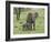 Female African Elephant with baby, Serengeti National Park, Tanzania-Adam Jones-Framed Photographic Print