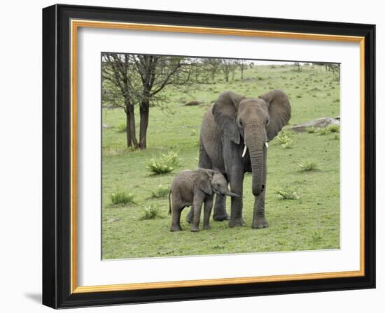 Female African Elephant with baby, Serengeti National Park, Tanzania-Adam Jones-Framed Photographic Print