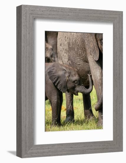 Female African Elephant with her Calf, Timbavati Private Nature Reserve, Kruger National Park-Ben Pipe-Framed Photographic Print