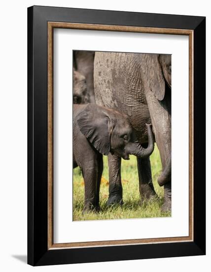 Female African Elephant with her Calf, Timbavati Private Nature Reserve, Kruger National Park-Ben Pipe-Framed Photographic Print