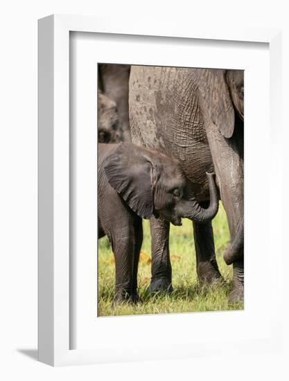 Female African Elephant with her Calf, Timbavati Private Nature Reserve, Kruger National Park-Ben Pipe-Framed Photographic Print