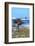 Female African ostrich (Struthio camelus australis) on the Atlantic Ocean shore, Cape of Good Hope-G&M Therin-Weise-Framed Photographic Print