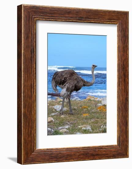 Female African ostrich (Struthio camelus australis) on the Atlantic Ocean shore, Cape of Good Hope-G&M Therin-Weise-Framed Photographic Print