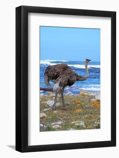 Female African ostrich (Struthio camelus australis) on the Atlantic Ocean shore, Cape of Good Hope-G&M Therin-Weise-Framed Photographic Print