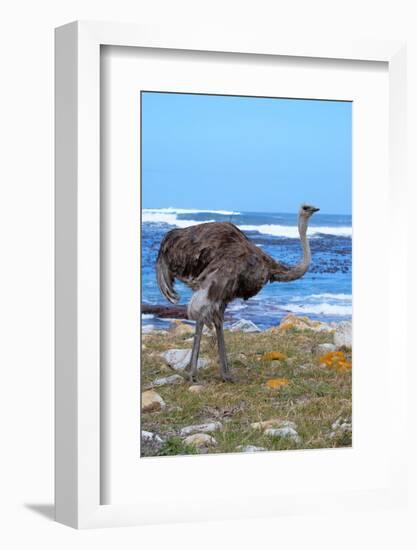 Female African ostrich (Struthio camelus australis) on the Atlantic Ocean shore, Cape of Good Hope-G&M Therin-Weise-Framed Photographic Print