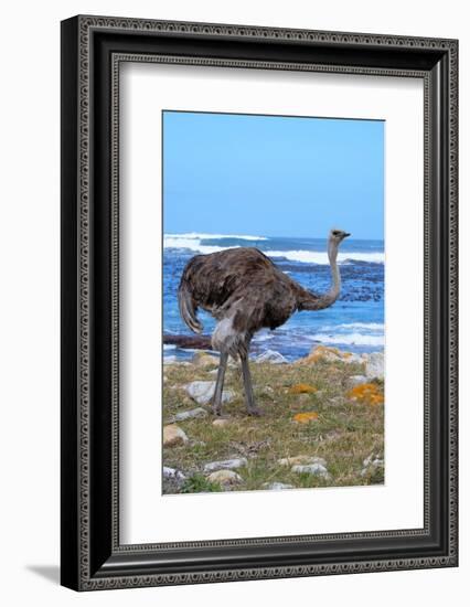 Female African ostrich (Struthio camelus australis) on the Atlantic Ocean shore, Cape of Good Hope-G&M Therin-Weise-Framed Photographic Print