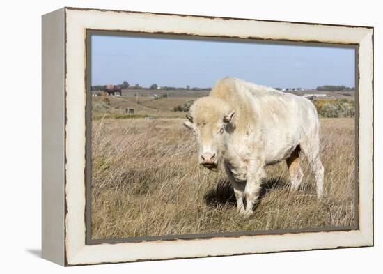 Female Albino Buffalo, White Cloud, Jamestown, North Dakota, USA-Chuck Haney-Framed Premier Image Canvas