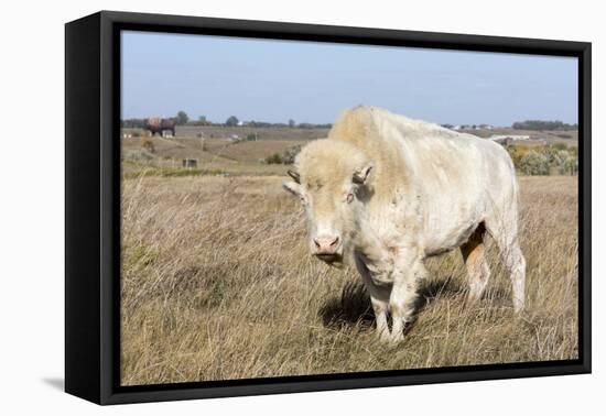 Female Albino Buffalo, White Cloud, Jamestown, North Dakota, USA-Chuck Haney-Framed Premier Image Canvas