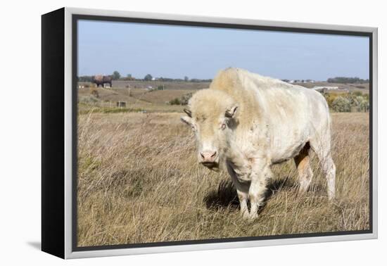 Female Albino Buffalo, White Cloud, Jamestown, North Dakota, USA-Chuck Haney-Framed Premier Image Canvas