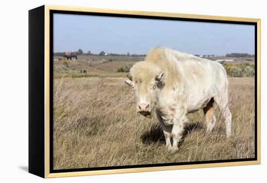 Female Albino Buffalo, White Cloud, Jamestown, North Dakota, USA-Chuck Haney-Framed Premier Image Canvas