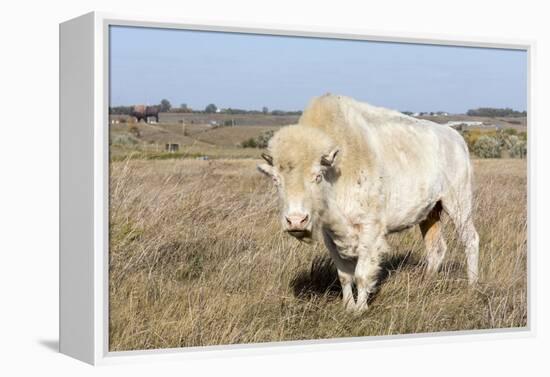 Female Albino Buffalo, White Cloud, Jamestown, North Dakota, USA-Chuck Haney-Framed Premier Image Canvas