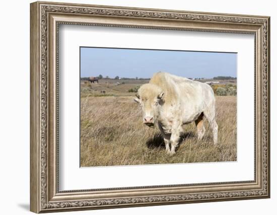 Female Albino Buffalo, White Cloud, Jamestown, North Dakota, USA-Chuck Haney-Framed Photographic Print