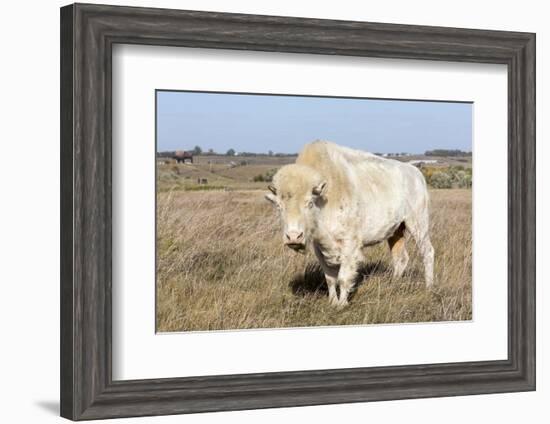 Female Albino Buffalo, White Cloud, Jamestown, North Dakota, USA-Chuck Haney-Framed Photographic Print