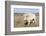 Female Albino Buffalo, White Cloud, Jamestown, North Dakota, USA-Chuck Haney-Framed Photographic Print