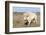 Female Albino Buffalo, White Cloud, Jamestown, North Dakota, USA-Chuck Haney-Framed Photographic Print