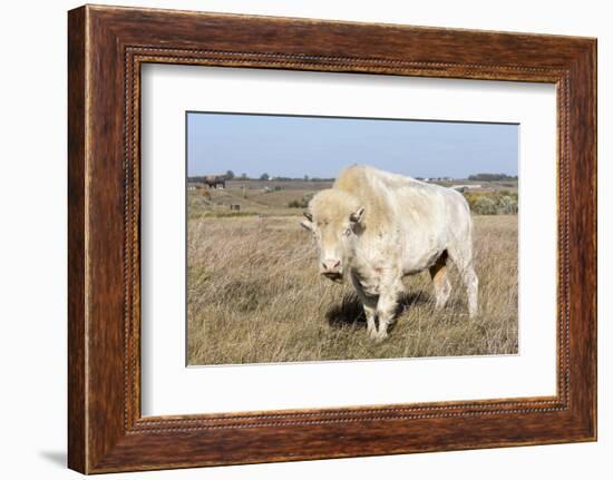 Female Albino Buffalo, White Cloud, Jamestown, North Dakota, USA-Chuck Haney-Framed Photographic Print