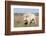 Female Albino Buffalo, White Cloud, Jamestown, North Dakota, USA-Chuck Haney-Framed Photographic Print