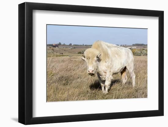 Female Albino Buffalo, White Cloud, Jamestown, North Dakota, USA-Chuck Haney-Framed Photographic Print