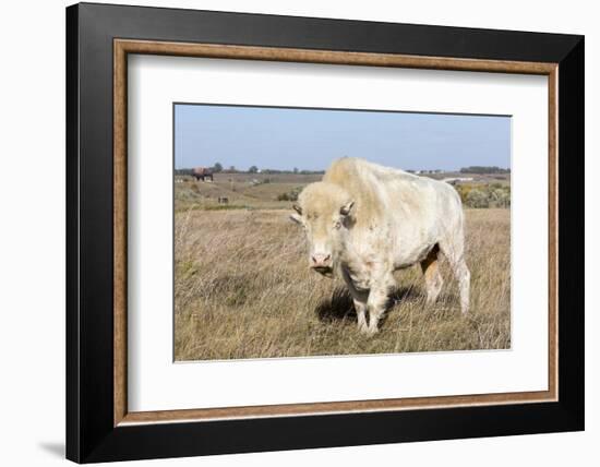 Female Albino Buffalo, White Cloud, Jamestown, North Dakota, USA-Chuck Haney-Framed Photographic Print