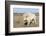 Female Albino Buffalo, White Cloud, Jamestown, North Dakota, USA-Chuck Haney-Framed Photographic Print