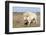 Female Albino Buffalo, White Cloud, Jamestown, North Dakota, USA-Chuck Haney-Framed Photographic Print