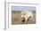 Female Albino Buffalo, White Cloud, Jamestown, North Dakota, USA-Chuck Haney-Framed Photographic Print