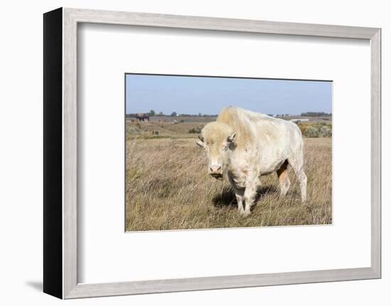 Female Albino Buffalo, White Cloud, Jamestown, North Dakota, USA-Chuck Haney-Framed Photographic Print