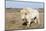 Female Albino Buffalo, White Cloud, Jamestown, North Dakota, USA-Chuck Haney-Mounted Photographic Print
