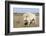 Female Albino Buffalo, White Cloud, Jamestown, North Dakota, USA-Chuck Haney-Framed Photographic Print