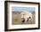 Female Albino Buffalo, White Cloud, Jamestown, North Dakota, USA-Chuck Haney-Framed Photographic Print