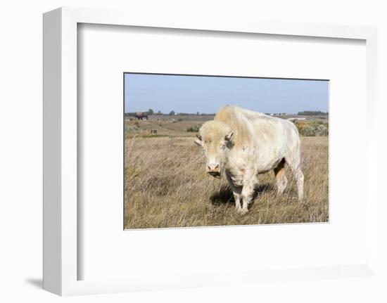 Female Albino Buffalo, White Cloud, Jamestown, North Dakota, USA-Chuck Haney-Framed Photographic Print