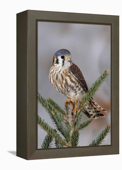 Female American Kestrel, Falco sparverius, Kentucky-Adam Jones-Framed Premier Image Canvas