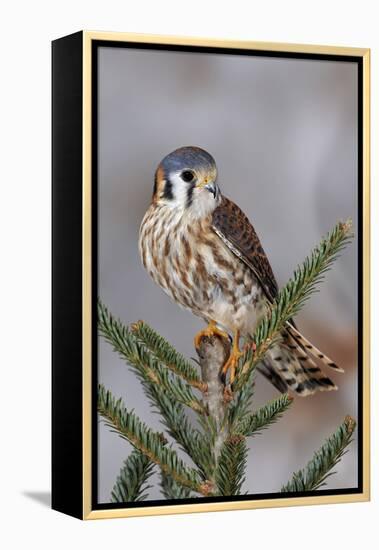 Female American Kestrel, Falco sparverius, Kentucky-Adam Jones-Framed Premier Image Canvas