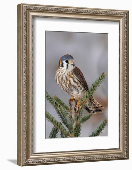 Female American Kestrel, Falco sparverius, Kentucky-Adam Jones-Framed Photographic Print