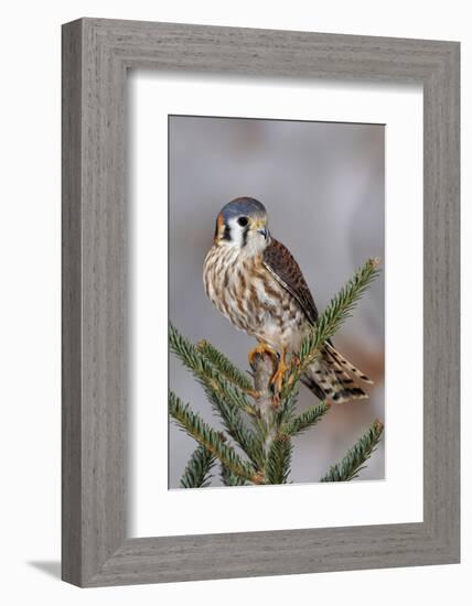 Female American Kestrel, Falco sparverius, Kentucky-Adam Jones-Framed Photographic Print