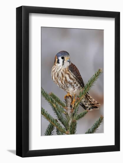 Female American Kestrel, Falco sparverius, Kentucky-Adam Jones-Framed Photographic Print