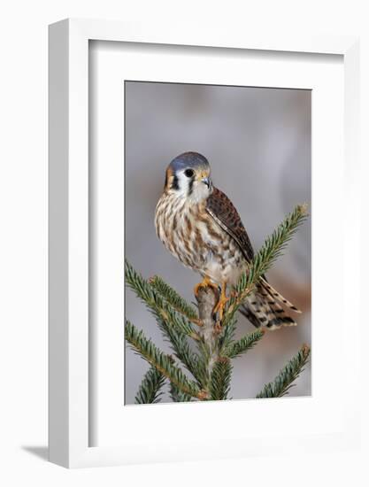 Female American Kestrel, Falco sparverius, Kentucky-Adam Jones-Framed Photographic Print