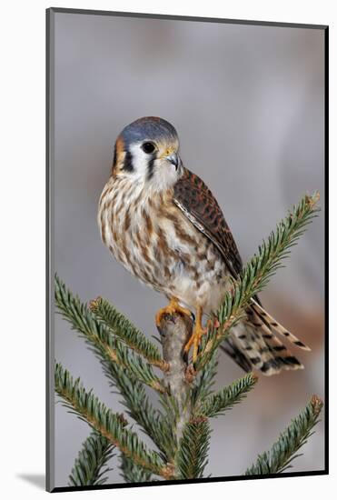 Female American Kestrel, Falco sparverius, Kentucky-Adam Jones-Mounted Photographic Print