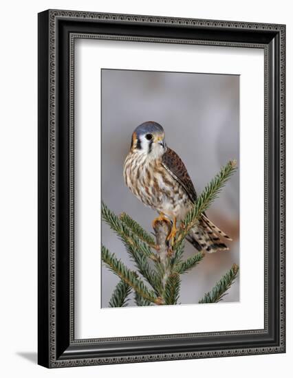 Female American Kestrel, Falco sparverius, Kentucky-Adam Jones-Framed Photographic Print