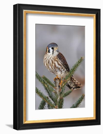 Female American Kestrel, Falco sparverius, Kentucky-Adam Jones-Framed Photographic Print