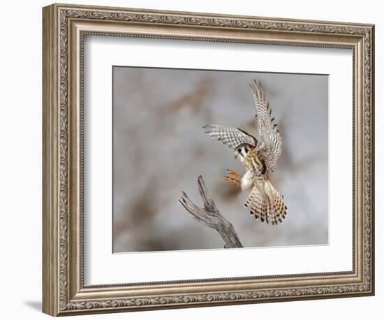 Female American kestrel landing, Louisville, Kentucky, Falco sparverius-Adam Jones-Framed Photographic Print