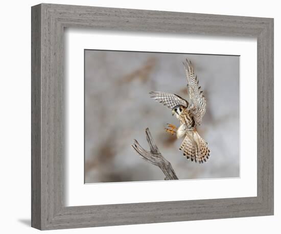 Female American kestrel landing, Louisville, Kentucky, Falco sparverius-Adam Jones-Framed Photographic Print