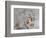 Female American kestrel landing, Louisville, Kentucky, Falco sparverius-Adam Jones-Framed Photographic Print