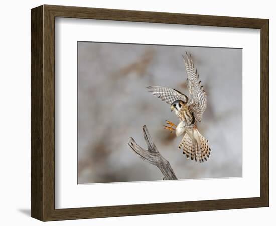 Female American kestrel landing, Louisville, Kentucky, Falco sparverius-Adam Jones-Framed Photographic Print