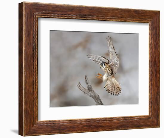 Female American kestrel landing, Louisville, Kentucky, Falco sparverius-Adam Jones-Framed Photographic Print