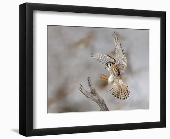 Female American kestrel landing, Louisville, Kentucky, Falco sparverius-Adam Jones-Framed Photographic Print